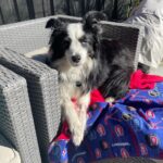 Katherine Barrell Instagram - 🎉🥰🎉Happy Birthday to our sweet, smart, cuddly, sensitive and floofy boy, Bernie!! 🎉🥰🎉I can’t believe he’s already 7!! We love you BurnBurn!!! See current situation in the last pics- asleep on the freshly cleaned and folded laundry 😂 🤦🏽‍♀️🥹 ((Ps- thanks auntie Helga @libertypooch for my squeaky hat!)