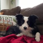 Katherine Barrell Instagram - 🎉🥰🎉Happy Birthday to our sweet, smart, cuddly, sensitive and floofy boy, Bernie!! 🎉🥰🎉I can’t believe he’s already 7!! We love you BurnBurn!!! See current situation in the last pics- asleep on the freshly cleaned and folded laundry 😂 🤦🏽‍♀️🥹 ((Ps- thanks auntie Helga @libertypooch for my squeaky hat!)