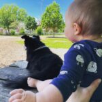 Katherine Barrell Instagram - It’s Take Your Baby Bro To the Dog Park Day. Bernie had a blast showing off his tiny human to all the other woofers. So much so that he refused to walk home… so yep, now we do this🙄🥹🥰 (swipe>>>)