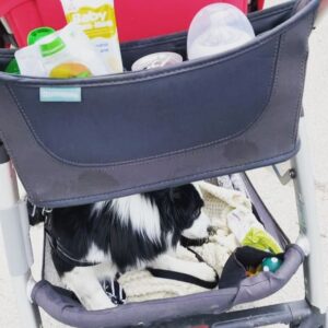 Katherine Barrell Instagram - It’s Take Your Baby Bro To the Dog Park Day. Bernie had a blast showing off his tiny human to all the other woofers. So much so that he refused to walk home… so yep, now we do this🙄🥹🥰 (swipe>>>)