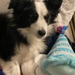 Katherine Barrell Instagram - 🎉🥰🎉Happy Birthday to our sweet, smart, cuddly, sensitive and floofy boy, Bernie!! 🎉🥰🎉I can’t believe he’s already 7!! We love you BurnBurn!!! See current situation in the last pics- asleep on the freshly cleaned and folded laundry 😂 🤦🏽‍♀️🥹 ((Ps- thanks auntie Helga @libertypooch for my squeaky hat!)