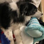 Katherine Barrell Instagram - 🎉🥰🎉Happy Birthday to our sweet, smart, cuddly, sensitive and floofy boy, Bernie!! 🎉🥰🎉I can’t believe he’s already 7!! We love you BurnBurn!!! See current situation in the last pics- asleep on the freshly cleaned and folded laundry 😂 🤦🏽‍♀️🥹 ((Ps- thanks auntie Helga @libertypooch for my squeaky hat!)