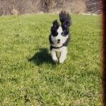 Katherine Barrell Instagram – Grass is green, spring is here and my fur has (almost!) grown back! β¦Also I still run like a puppy π₯° πΆ