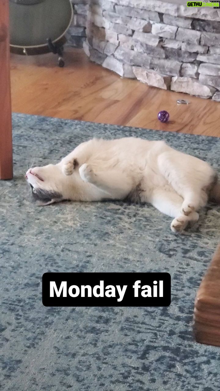 Kathleen Madigan - 1.2K Likes - Epic fail š¤.
.
#Mondaymotivation #cats #elchapo #february #monday #feralcats #catsofinstagram #kathleenmadigan #madiganspubcast