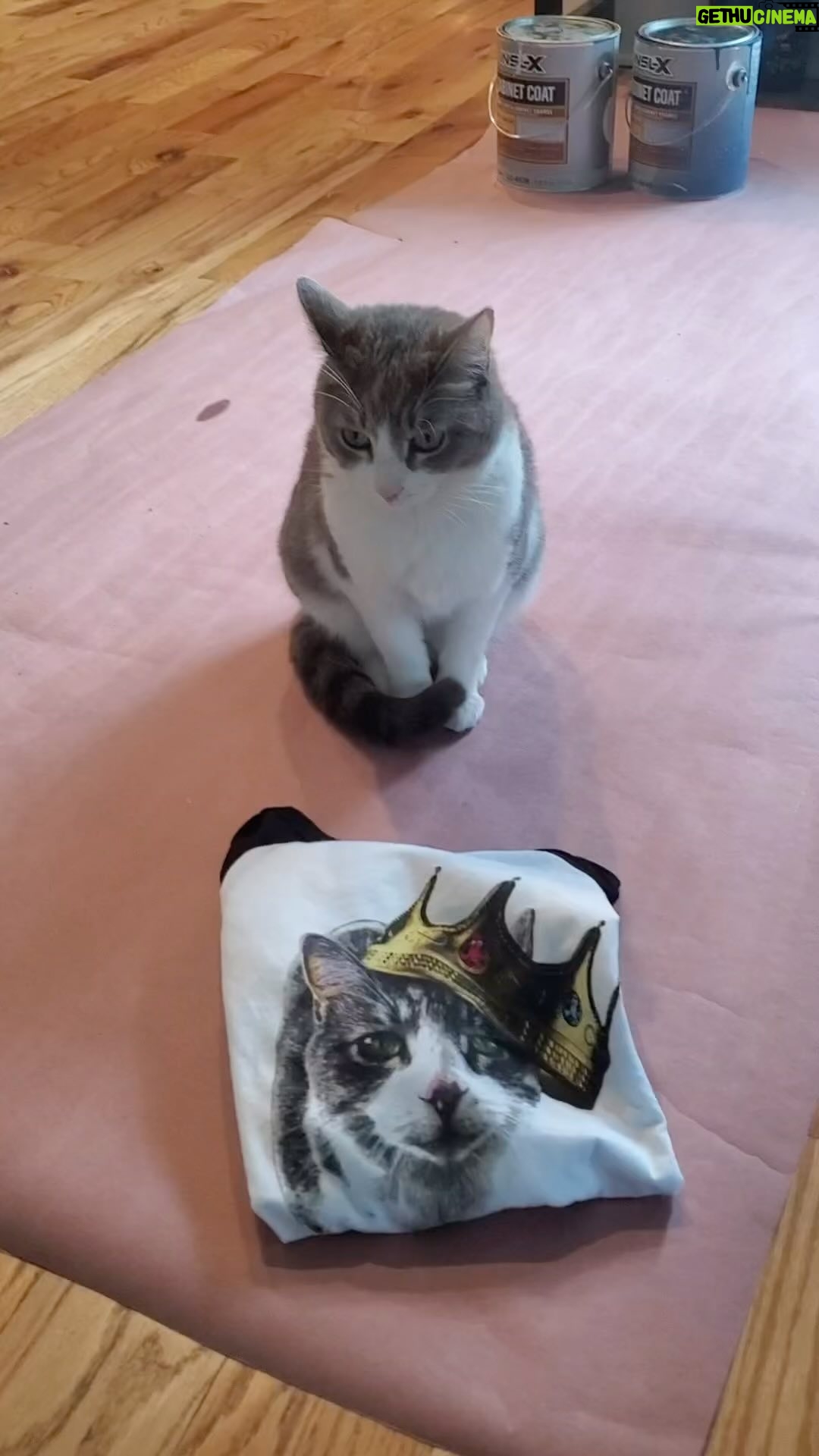 Kathleen Madigan - 1.5K Likes - Limited edition āQueenā Baby Cat baseball tee ā¾ļøš.
.
Available NOW on kathleenmadigan.com šš±.
.
#monday #mondaymotivation #babycat #madiganspubcast #kathleenmadigan