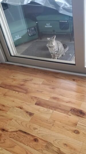 Kathleen Madigan Instagram - Surprise visitor. Baby Cat’s motivated 🐱🥊🐱. #Mondaymotivation #Monday #feralcats #nightguards #babycat #kathleenmadigan #madiganspubcast #catsofinstagram #catlife