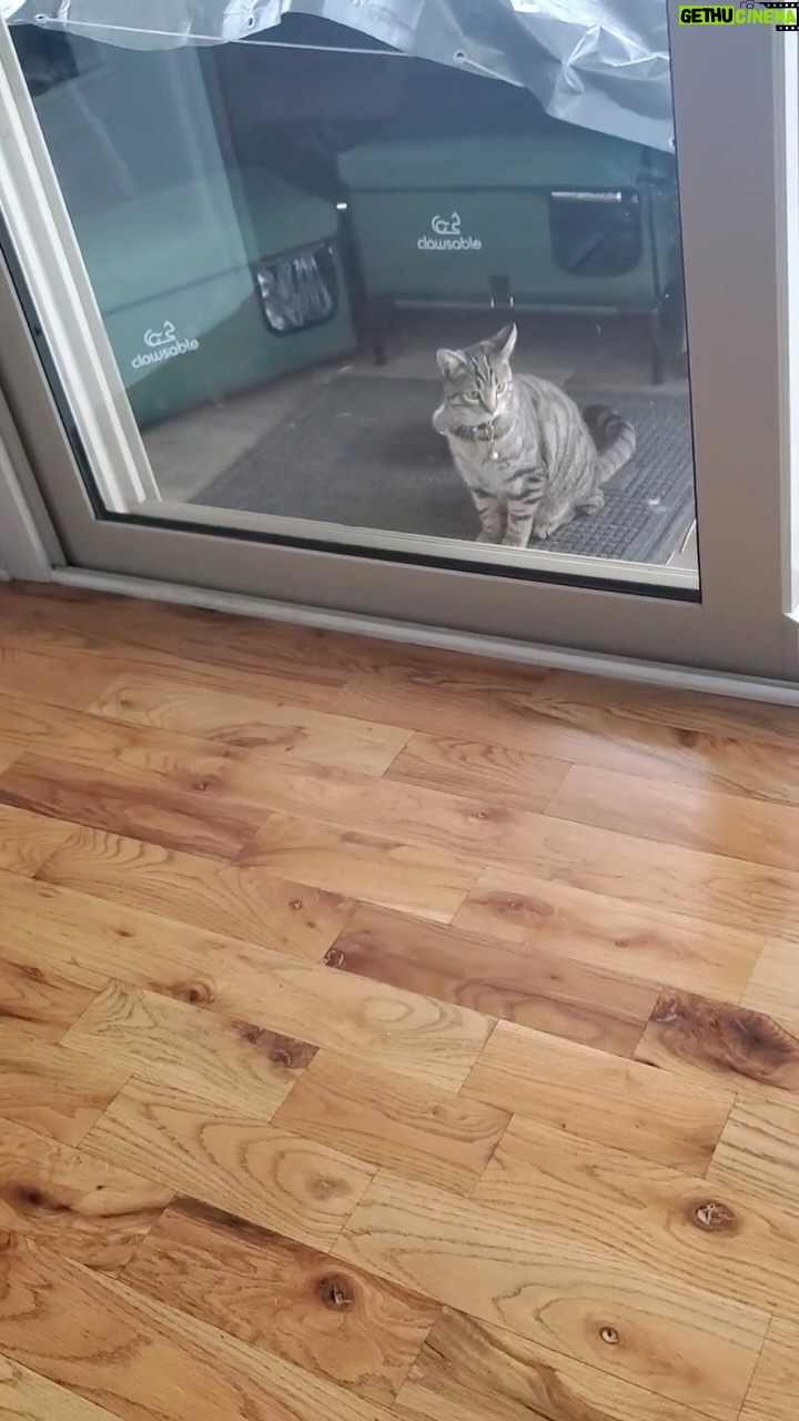 Kathleen Madigan - 1.3K Likes - Surprise visitor. Baby Catās motivated š±š„š±. #Mondaymotivation #Monday #feralcats #nightguards #babycat #kathleenmadigan #madiganspubcast #catsofinstagram #catlife