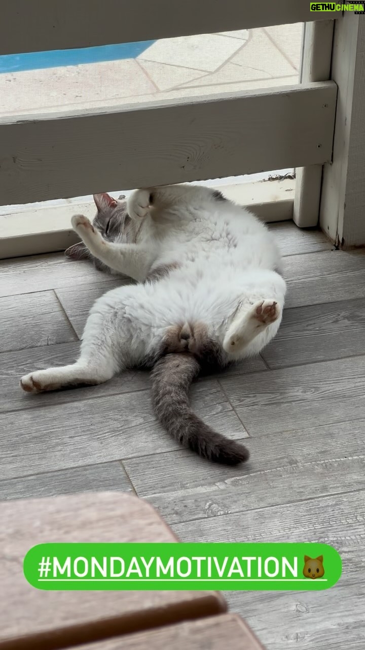 Kathleen Madigan - 1.7K Likes - NOT motivatedš
#monday #mondaymotivation #nightguards #chapo #cats #catsofinstagram #kathleenmadigan #madiganspubcast