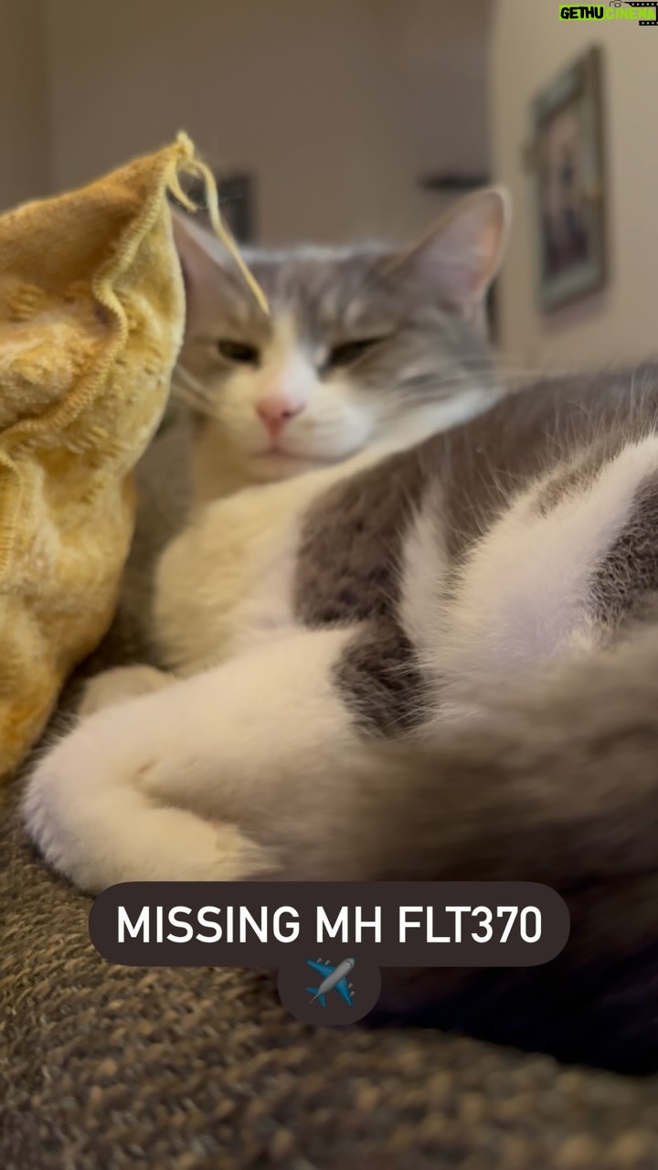 Kathleen Madigan - 1.9K Likes - Iām obsessed with MH370ā¦. Baby Cat is NOT š.
.
If you have no idea what Iām referring to, watch my special āBothering Jesusā on @netflix āļø.
.
#mh370 #missingflight #botheringjesus #kathleenmadigan #madiganspubcast #babycat #netflix #netflixandchill #wrongocean