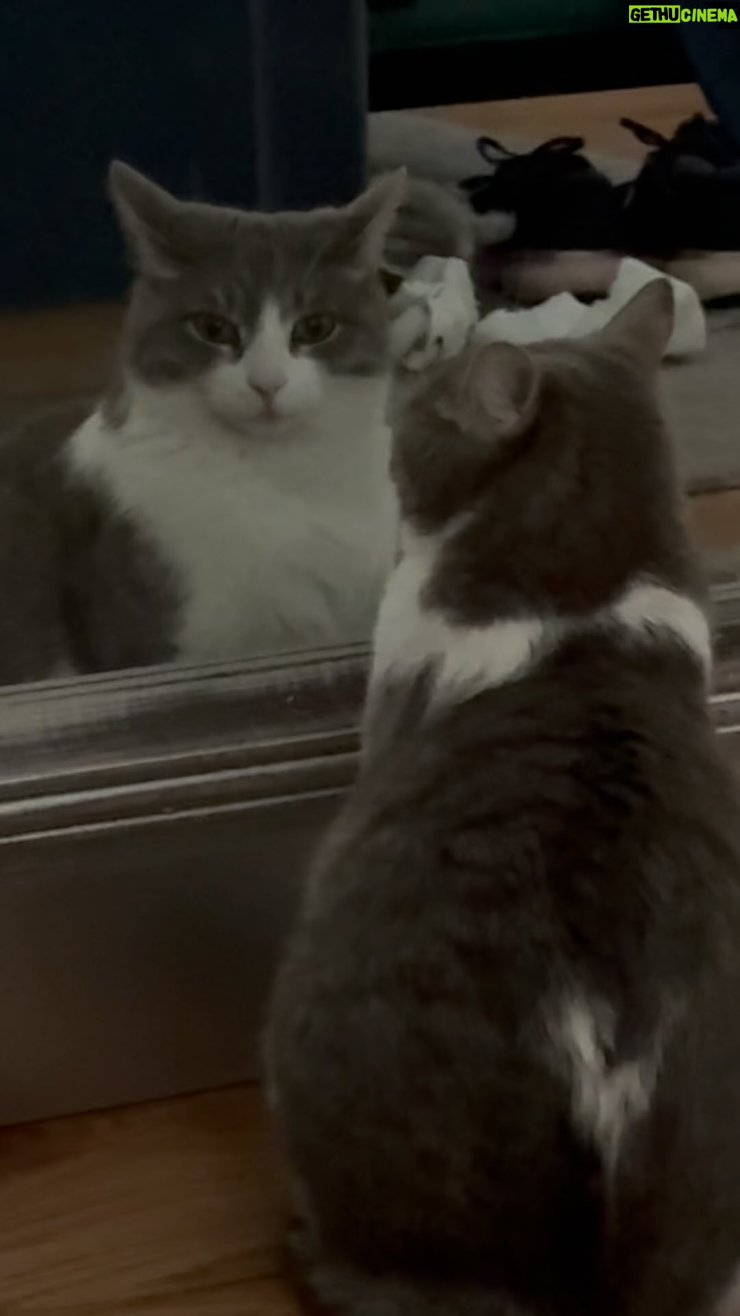 Kathleen Madigan - 1.2K Likes - Precious šš±.
.
#babycat #saturdaynight #madiganspubcast