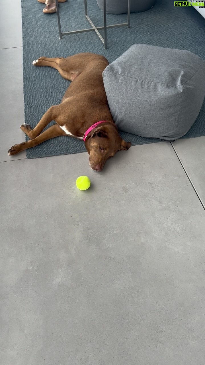 Kathleen Madigan - 1.1K Likes - Meet my nephew Xavierās dog, Rosieš¹
NOT motivatedš Happy Monday, Termites!
#lakeoftheozarks #monday #mondaymotivation #rosie #kathleenmadigan #madiganspubcast