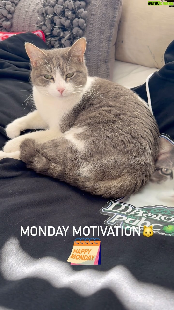 Kathleen Madigan - 1.3K Likes - NOT motivated š.
.
#monday #mondaymotivation #babycat #madiganspubcast #kathleenmadigan #nightguards