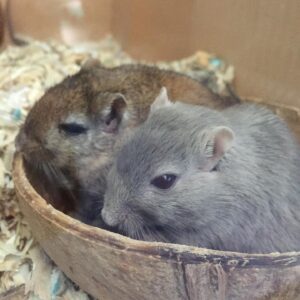 Kathrin Fricke Instagram - Zoomi und Petunia werden heute 1! 🥳 
Das Datum ist zwar nicht ganz 100% korrekt weil sie ja schon einige Wochen alt waren, als ich sie bekommen habe, aber sie sind ungefähr gleich alt und ein Jahr bei mir. Wenn man das letzte Bild anschaut sieht man wie dunkel Petunias Fell früher war. Sind beide schon etwas grauer geworden 😙👵🏻 Sie bitchen sich manchmal an, aber die meiste Zeit sind sie lieb und knuddelig und lassen sich immer gerne den Rücken kraulen. Man beachte die winzigen Augenringe die sie jetzt als erwachsene Damen haben #same