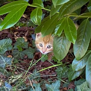Kathrin Fricke Instagram - (Achtung Aragog 🕸️!) Bin zur Abwechslung mal draußen und treffe viele freundliche Tiere~ 🐈🦔🕷️