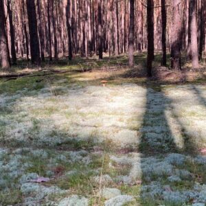 Kathrin Fricke Instagram - Ich hab wieder freundliche Wesen aus dem Wald getroffen, Pilzi, Kröti, Spinni und WUÄÄÄ (ein „Schwarzer Moderkäfer“ der mich leider umgebracht hat, ich poste aus dem Jenseits RIP)
