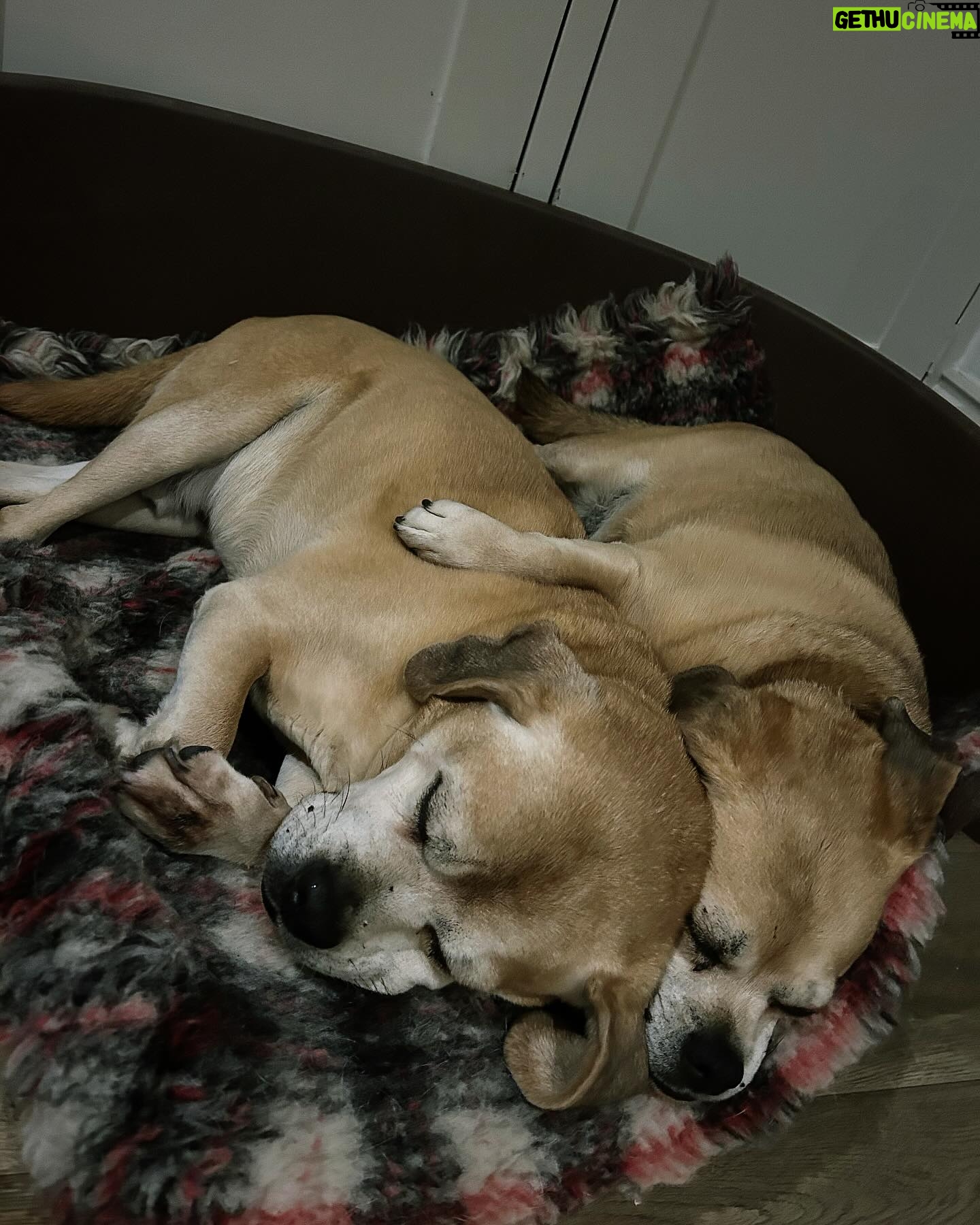 Kathryn Thomas - 1.4K Likes - Peter & Poppy ❤️❤️
The way they sleep together…her little paw around him gets me every night 🥹🥹 and yes, he takes up most of the bed but she just loves the cuddles 🥰