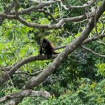 Kathryn Dunn Instagram - if you were a costa rican rainforest animal would you want to be a monkey or a sloth and why??🧐 @wanderlusttalesofficial swipe to the end to see what I’d be 🙊🤎🦥 #costarica #rainforest #monkeyface