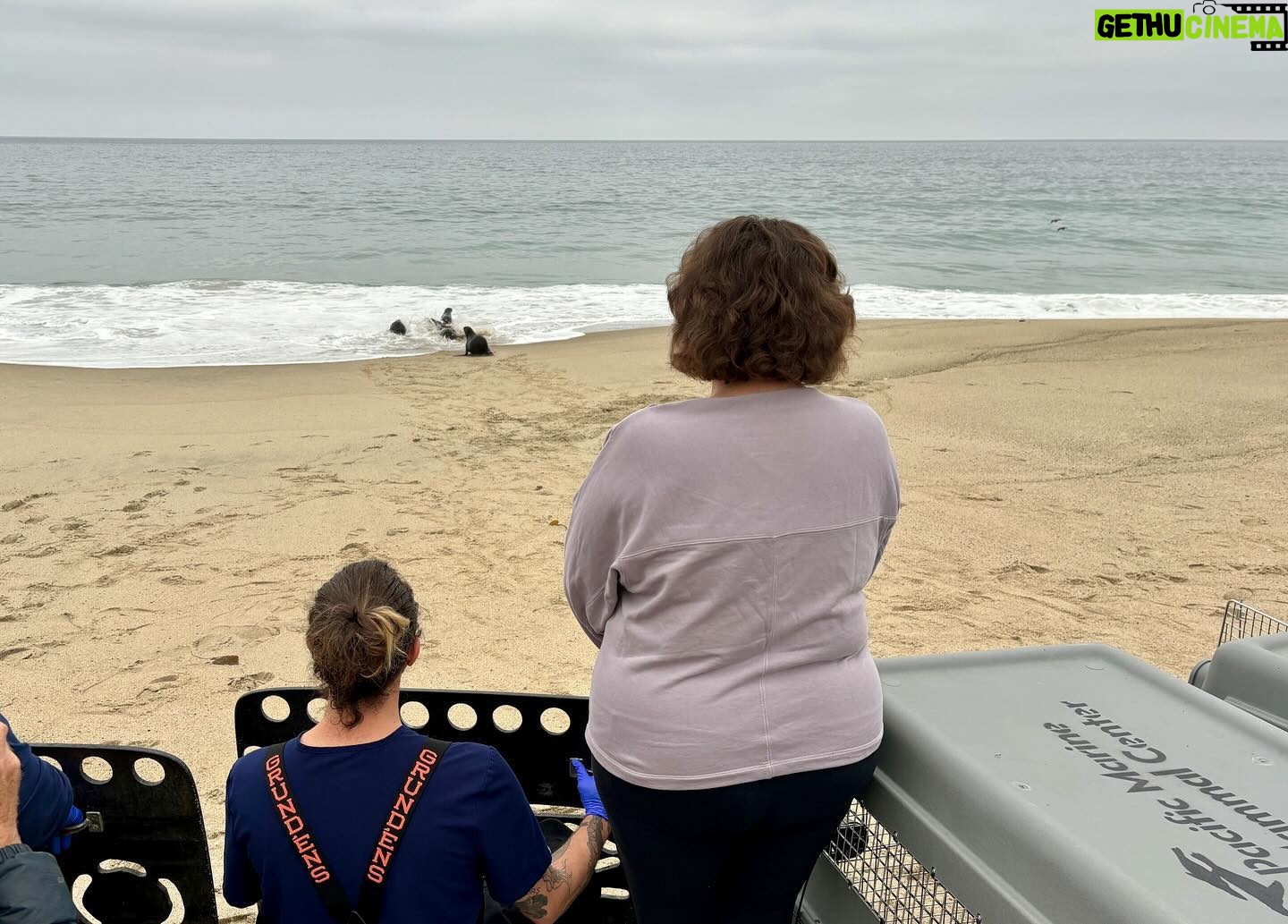 Katie Porter Instagram - Great to join the Pacific Marine Mammal Center to release five rehabilitated “patients” back into the ocean. Their vital research and veterinary care is a lifeline for aquatic mammals—and a reminder that we need to do more to clean up and protect ocean habitats.