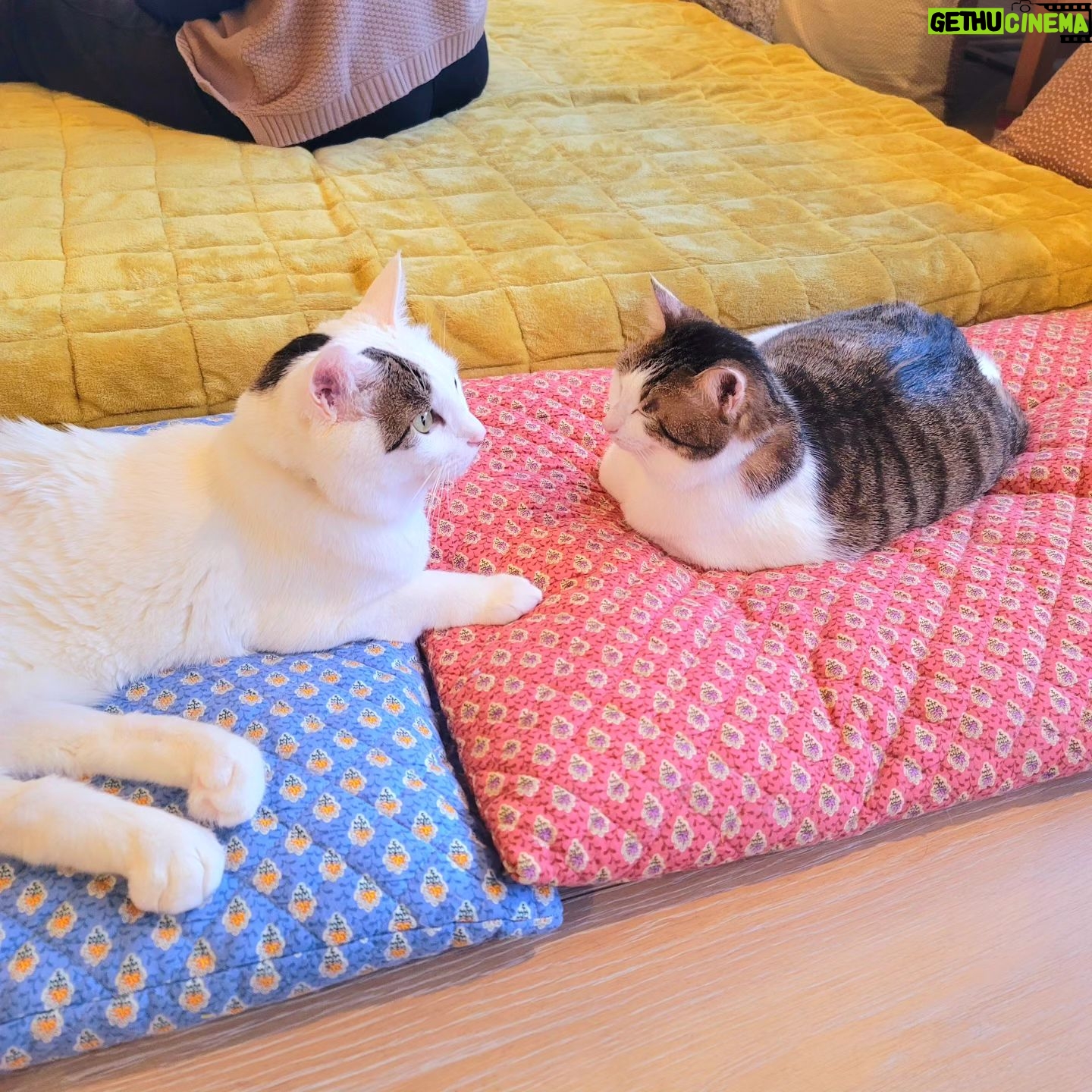 Katsura Hoshino - 3 Likes - おチョロの丸さがよく分かるの図
#ハンデニャンニャン
#teko家卒猫
#下半身不随猫三太
#下半身不随猫チョロ
#サンチョロ
#哀れなリスナーにサンチョロの祝福を
#下半身不随猫
#下半身不随猫と暮らす
#圧迫排尿猫
#圧迫排尿
#cat #rescuecat #ねこ #保護猫 #負傷猫 #熊本市動物愛護センター出身 #teko家の犬猫たち#花の木シェルター