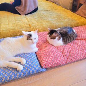 Katsura Hoshino Instagram - おチョロの丸さがよく分かるの図

#ハンデニャンニャン
#teko家卒猫
#下半身不随猫三太
#下半身不随猫チョロ
#サンチョロ
#哀れなリスナーにサンチョロの祝福を
#下半身不随猫
#下半身不随猫と暮らす
#圧迫排尿猫
#圧迫排尿
#cat #rescuecat #ねこ #保護猫 #負傷猫 #熊本市動物愛護センター出身 #teko家の犬猫たち#花の木シェルター