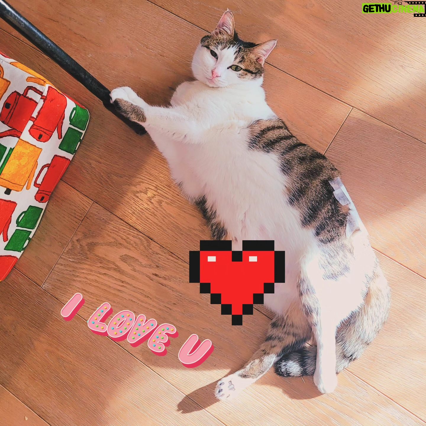 Katsura Hoshino - 3 Likes - バレンタインチョロ🍫💓
#teko家卒猫
#下半身不随猫三太
#下半身不随猫チョロ
#サンチョロ
#哀れなリスナーにサンチョロの祝福を
#下半身不随猫
#下半身不随猫と暮らす
#圧迫排尿猫
#圧迫排尿
#cat #rescuecat #ねこ #保護猫 #負傷猫 #熊本市動物愛護センター出身 #teko家の犬猫たち#花の木シェルター