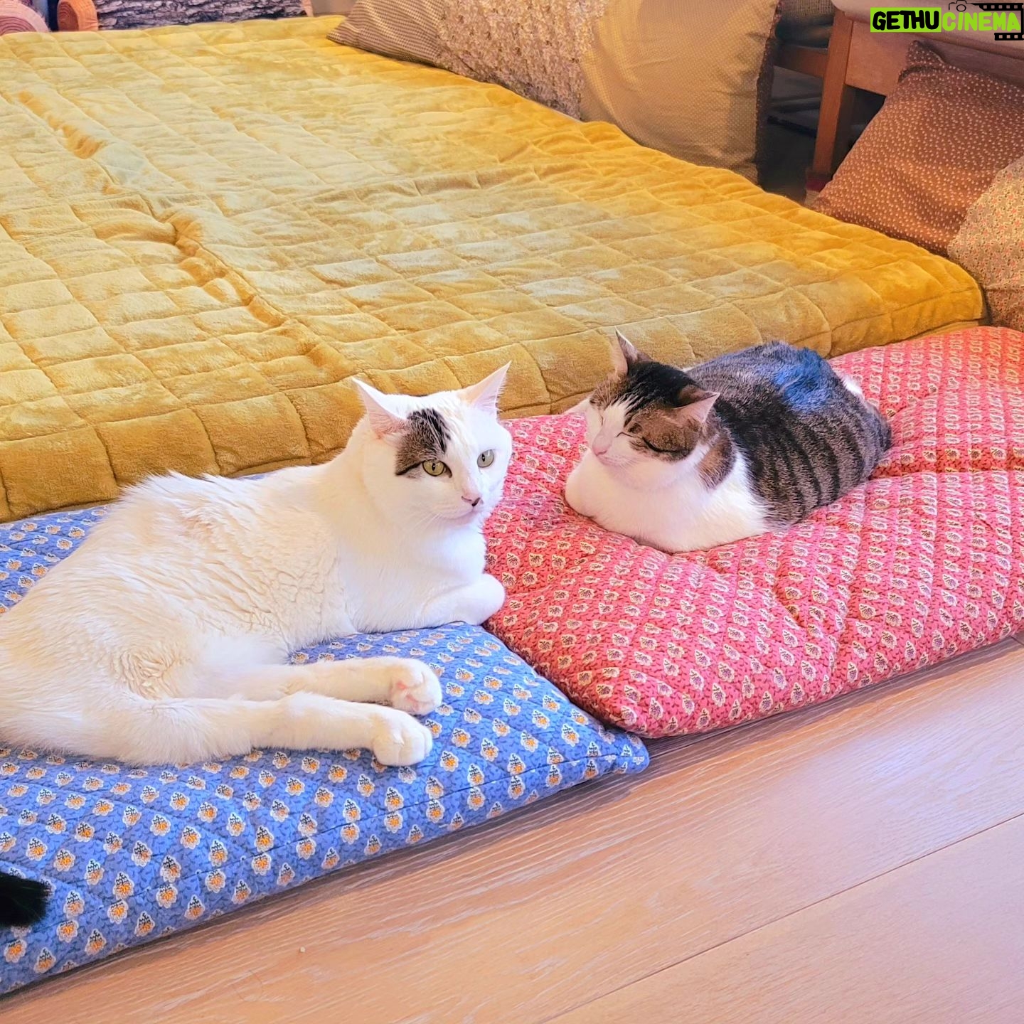 Katsura Hoshino - 3 Likes - おチョロの丸さがよく分かるの図
#ハンデニャンニャン
#teko家卒猫
#下半身不随猫三太
#下半身不随猫チョロ
#サンチョロ
#哀れなリスナーにサンチョロの祝福を
#下半身不随猫
#下半身不随猫と暮らす
#圧迫排尿猫
#圧迫排尿
#cat #rescuecat #ねこ #保護猫 #負傷猫 #熊本市動物愛護センター出身 #teko家の犬猫たち#花の木シェルター