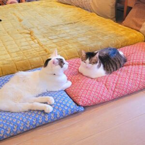 Katsura Hoshino Instagram - おチョロの丸さがよく分かるの図

#ハンデニャンニャン
#teko家卒猫
#下半身不随猫三太
#下半身不随猫チョロ
#サンチョロ
#哀れなリスナーにサンチョロの祝福を
#下半身不随猫
#下半身不随猫と暮らす
#圧迫排尿猫
#圧迫排尿
#cat #rescuecat #ねこ #保護猫 #負傷猫 #熊本市動物愛護センター出身 #teko家の犬猫たち#花の木シェルター