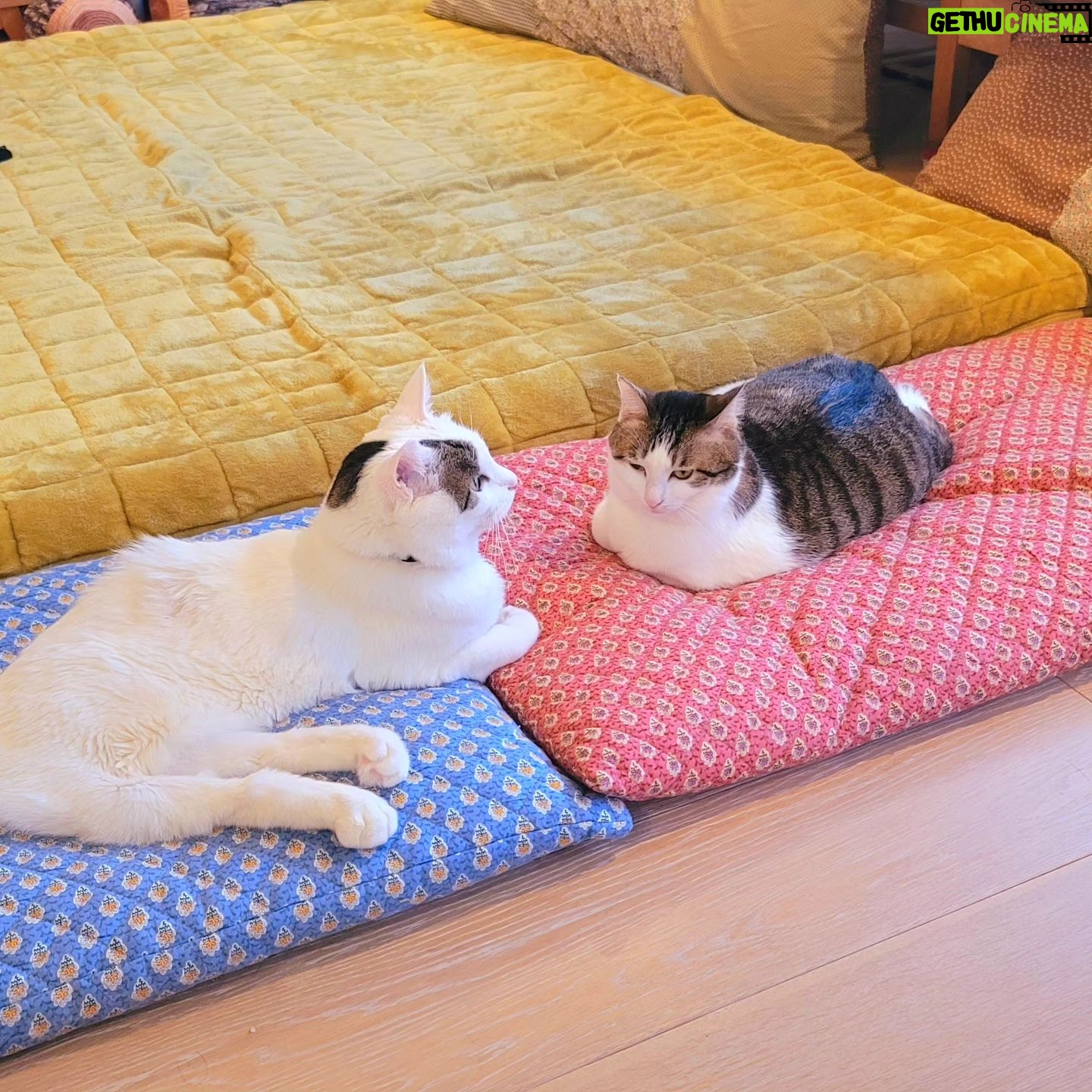 Katsura Hoshino - 3 Likes - おチョロの丸さがよく分かるの図
#ハンデニャンニャン
#teko家卒猫
#下半身不随猫三太
#下半身不随猫チョロ
#サンチョロ
#哀れなリスナーにサンチョロの祝福を
#下半身不随猫
#下半身不随猫と暮らす
#圧迫排尿猫
#圧迫排尿
#cat #rescuecat #ねこ #保護猫 #負傷猫 #熊本市動物愛護センター出身 #teko家の犬猫たち#花の木シェルター