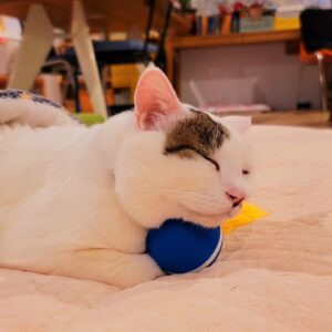 Katsura Hoshino Instagram - 私が足裏ほぐしにゴリゴリ踏んでた筋膜ボールをしっかり抱えこんで枕にしちゃうさんちゃんが可愛いすぎて爆死

く、臭くない？

#teko家卒猫

#下半身不随猫三太

#下半身不随猫チョロ

#サンチョロ

#哀れなリスナーにサンチョロの祝福を

#下半身不随猫

#下半身不随猫と暮らす

#圧迫排尿猫

#圧迫排尿

#cat #rescuecat #ねこ #保護猫 #負傷猫 #熊本市動物愛護センター出身 #teko家の犬猫たち#花の木シェルター