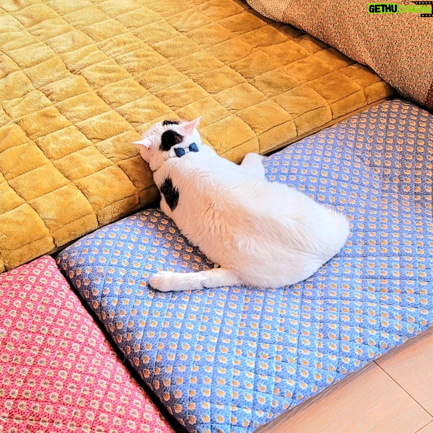 Katsura Hoshino - 3 Likes - 【保護猫寄付金のご報告】
カツラダファミリアのnoteとスズリを合わせた収益31,000円を三太のふるさとである熊本のにゃわんさん( @nyawan_kumamoto )へ寄付させていただきました。
内訳は
note→14,869円
スズリ→16,100円
(端数をこちらで足してキリよく31,000円としました)
カツラダファミリアへご参加・ご協力くださった皆さま、この度もありがとうございました。
サンチョロのような負傷猫ちゃんや保護猫ちゃんは沢山います。にゃわんさん( @nyawan_kumamoto )のところでは毎日のように傷病の猫ちゃんワンちゃんがレスキューされ、彼らは治療に耐えながらずっとのお家を待っています。
引き続きカツラダファミリアを通して見守っていただけましたら嬉しいです。どうぞよろしくお願いいたします。
すべてのニャンニャンが幸せになりますように🐈🐾
#ハンデニャンニャン
#teko家卒猫
#下半身不随猫三太
#下半身不随猫チョロ
#サンチョロ
#哀れなリスナーにサンチョロの祝福を
#下半身不随猫
#下半身不随猫と暮らす
#圧迫排尿猫
#圧迫排尿
#cat #rescuecat #ねこ #保護猫 #負傷猫 #熊本市動物愛護センター出身 #teko家の犬猫たち#花の木シェルター