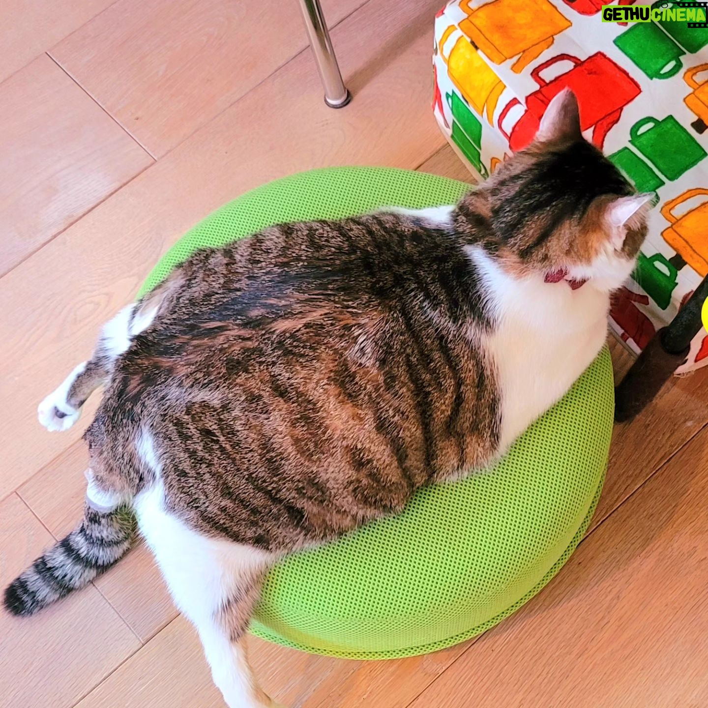 Katsura Hoshino - 3 Likes - 【保護猫寄付金のご報告】
カツラダファミリアのnoteとスズリを合わせた収益31,000円を三太のふるさとである熊本のにゃわんさん( @nyawan_kumamoto )へ寄付させていただきました。
内訳は
note→14,869円
スズリ→16,100円
(端数をこちらで足してキリよく31,000円としました)
カツラダファミリアへご参加・ご協力くださった皆さま、この度もありがとうございました。
サンチョロのような負傷猫ちゃんや保護猫ちゃんは沢山います。にゃわんさん( @nyawan_kumamoto )のところでは毎日のように傷病の猫ちゃんワンちゃんがレスキューされ、彼らは治療に耐えながらずっとのお家を待っています。
引き続きカツラダファミリアを通して見守っていただけましたら嬉しいです。どうぞよろしくお願いいたします。
すべてのニャンニャンが幸せになりますように🐈🐾
#ハンデニャンニャン
#teko家卒猫
#下半身不随猫三太
#下半身不随猫チョロ
#サンチョロ
#哀れなリスナーにサンチョロの祝福を
#下半身不随猫
#下半身不随猫と暮らす
#圧迫排尿猫
#圧迫排尿
#cat #rescuecat #ねこ #保護猫 #負傷猫 #熊本市動物愛護センター出身 #teko家の犬猫たち#花の木シェルター