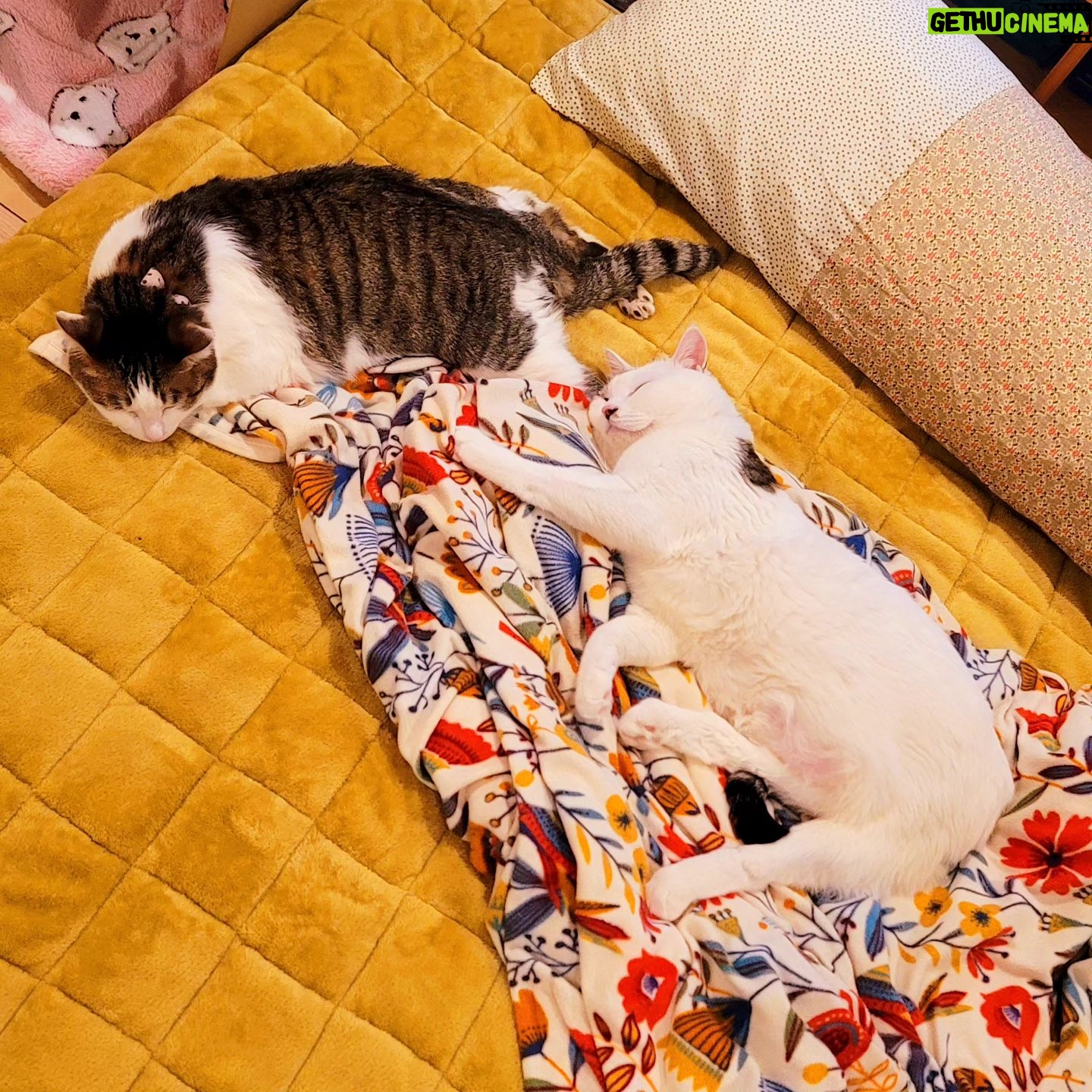 Katsura Hoshino - 3 Likes - ねむねむサンチョロ。
#teko家卒猫
#下半身不随猫三太
#下半身不随猫チョロ
#サンチョロ
#哀れなリスナーにサンチョロの祝福を
#下半身不随猫
#下半身不随猫と暮らす
#圧迫排尿猫
#圧迫排尿
#cat #rescuecat #ねこ #保護猫 #負傷猫 #熊本市動物愛護センター出身 #teko家の犬猫たち#花の木シェルター