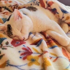 Katsura Hoshino Instagram - 窓際のベッドでのお昼寝が大好きさんちゃん⁡
⁡⁡
⁡⁡#teko家卒猫

#下半身不随猫三太

#下半身不随猫チョロ

#サンチョロ

#哀れなリスナーにサンチョロの祝福を

#下半身不随猫

#下半身不随猫と暮らす

#圧迫排尿猫

#圧迫排尿

#cat #rescuecat #ねこ #保護猫 #負傷猫 #熊本市動物愛護センター出身 #teko家の犬猫たち#花の木シェルター

⁡