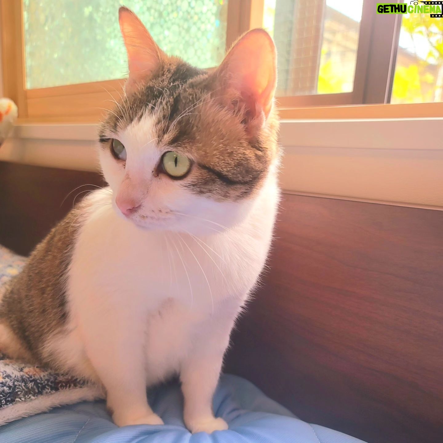 Katsura Hoshino - 3 Likes - ぐっすりお昼寝してスッキリ〜なサンチョロ
#teko家卒猫
#下半身不随猫三太
#下半身不随猫チョロ
#サンチョロ
#哀れなリスナーにサンチョロの祝福を
#下半身不随猫
#下半身不随猫と暮らす
#圧迫排尿猫
#圧迫排尿
#cat #rescuecat #ねこ #保護猫 #負傷猫 #熊本市動物愛護センター出身 #teko家の犬猫たち#花の木シェルター