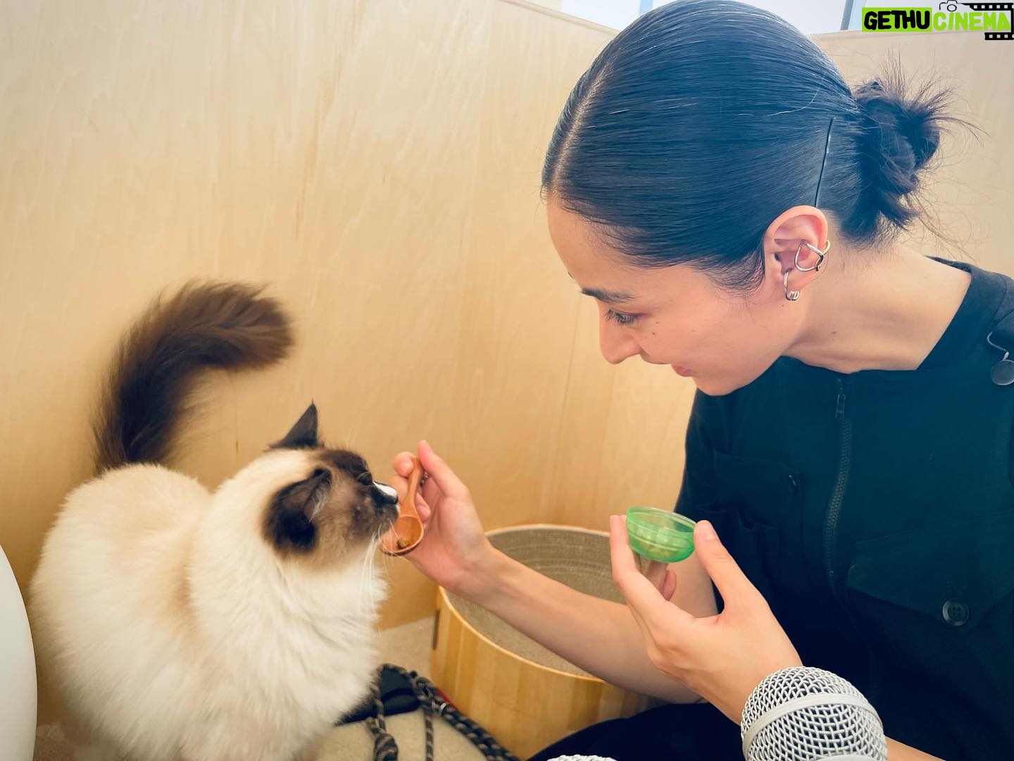 Kavka Shishido Instagram - . . 2週に渡ってお送りしました カラサタ in 猫カフェ . ザッツな猫撫で声で話し続けておりましたが ちゃんとお伝え出来ていましたでしょうか . . Moff animal cafe グランベリーパーク店にいる猫ちゃんたちはみんな穏やかで 気ままにそれぞれの時間を過ごす事の出来る素敵な空間でした . 人生初の猫カフェ 癒されたー . . 猫はやはり 良いですね . . @moff_grandberrypark