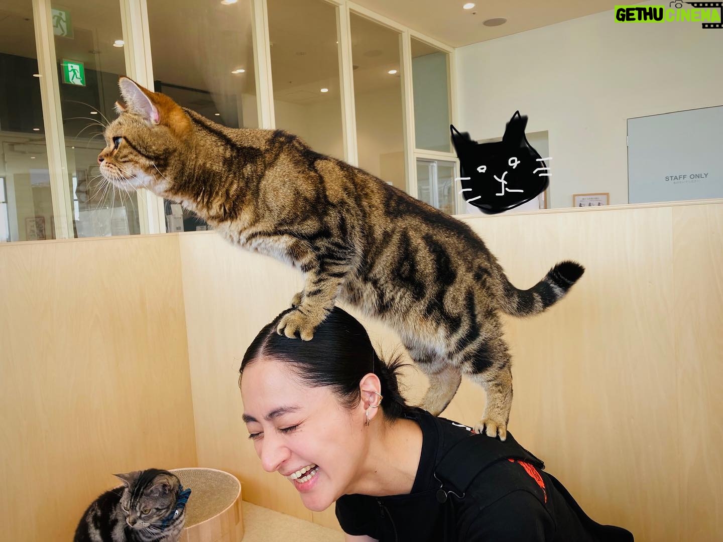 Kavka Shishido Instagram - . . 2週に渡ってお送りしました カラサタ in 猫カフェ . ザッツな猫撫で声で話し続けておりましたが ちゃんとお伝え出来ていましたでしょうか . . Moff animal cafe グランベリーパーク店にいる猫ちゃんたちはみんな穏やかで 気ままにそれぞれの時間を過ごす事の出来る素敵な空間でした . 人生初の猫カフェ 癒されたー . . 猫はやはり 良いですね . . @moff_grandberrypark