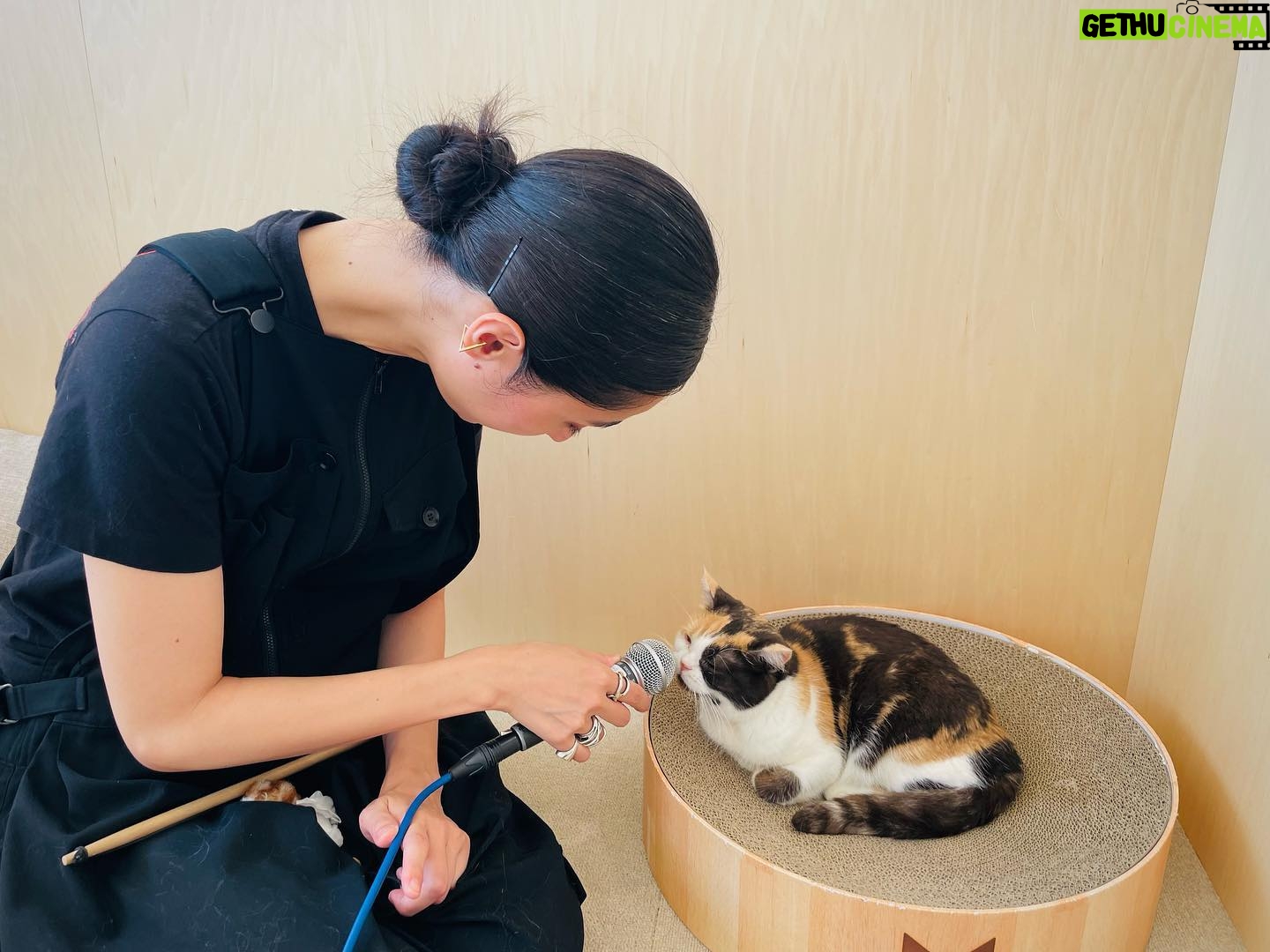 Kavka Shishido Instagram - . . 2週に渡ってお送りしました カラサタ in 猫カフェ . ザッツな猫撫で声で話し続けておりましたが ちゃんとお伝え出来ていましたでしょうか . . Moff animal cafe グランベリーパーク店にいる猫ちゃんたちはみんな穏やかで 気ままにそれぞれの時間を過ごす事の出来る素敵な空間でした . 人生初の猫カフェ 癒されたー . . 猫はやはり 良いですね . . @moff_grandberrypark