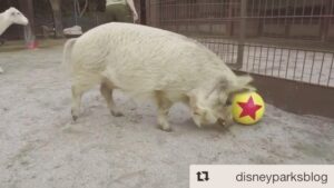 Kay Panabaker Instagram - Our animals are pretty stinkin’ cute. Shoutout to some of my amazing fellow zookeepers - they can make magic happen no matter what @ncsunshine11 @jegan123 @dani_hopper @stefanie.begin
