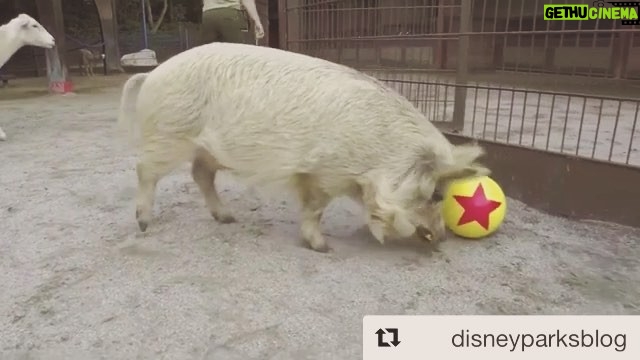 Kay Panabaker - 1K Likes - Our animals are pretty stinkin’ cute. Shoutout to some of my amazing fellow zookeepers - they can make magic happen no matter what @ncsunshine11 @jegan123 @dani_hopper @stefanie.begin