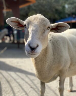 Kay Panabaker Instagram - I really wish I knew how to make animals live forever. Losing them is never easy, but some hurt a lot more than others. I used to be shocked when keepers told me they could tell all 15  sheep apart from each other when I first started at CS over 7 years ago. Now, going thru old photos, I can tell by an ear who is who. Blanche always was a favorite, even before I got to train her. Someone once said she looked like a “toasted marshmallow” and I never her saw her the same way again. Her first trainer taught her almost everything she knew, but I loved working with her bow so she would do it when I curtsied. I will have her “baaaa” forever engrained in my memory. And while she would get excited to see me, her first love was always Julie, and I am beyond thankful we got to share her. Thanks for always being a bright spot in my day, Ms. Blanche.