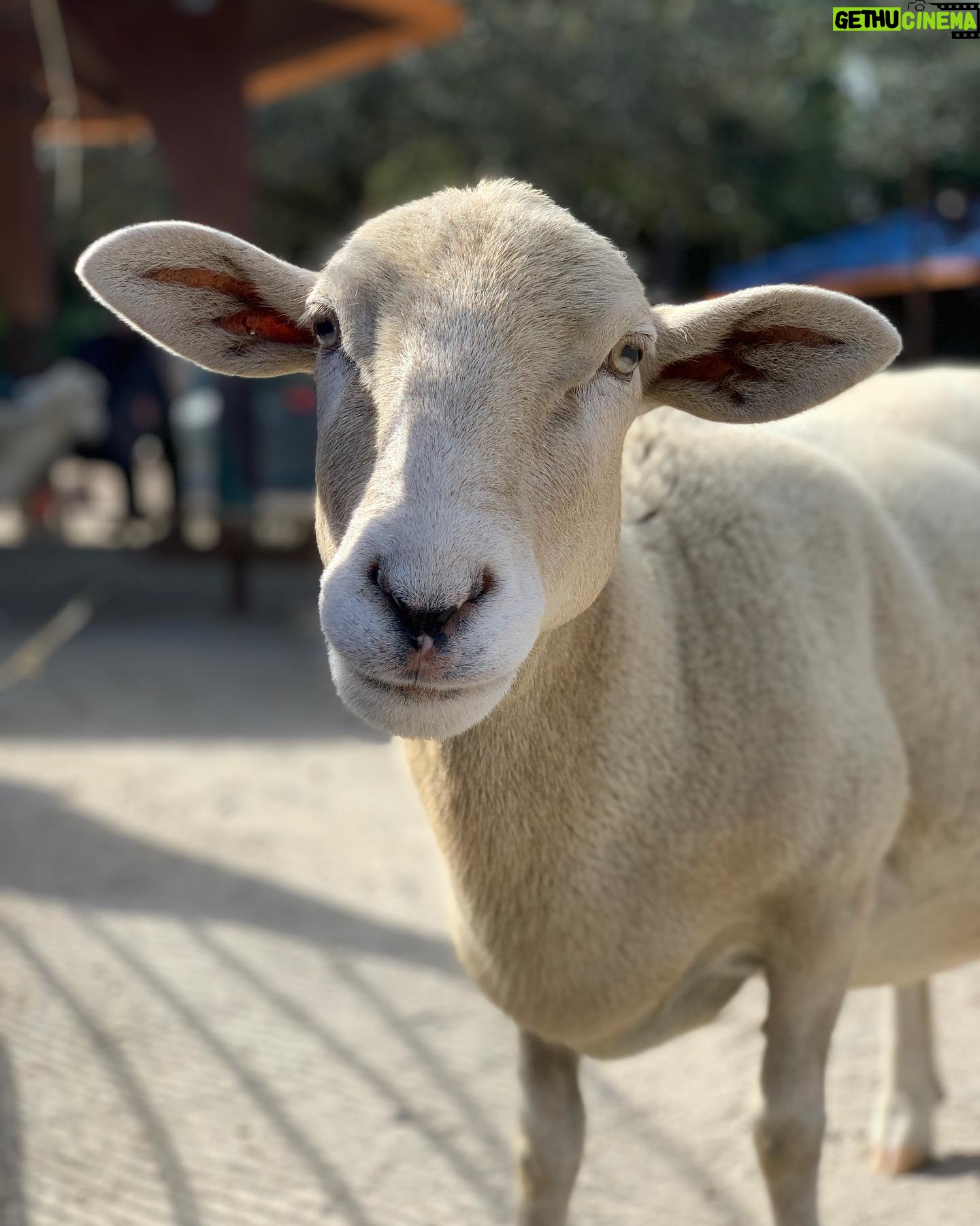 Kay Panabaker - 1.4K Likes - I really wish I knew how to make animals live forever. Losing them is never easy, but some hurt a lot more than others. I used to be shocked when keepers told me they could tell all 15 sheep apart from each other when I first started at CS over 7 years ago. Now, going thru old photos, I can tell by an ear who is who. Blanche always was a favorite, even before I got to train her. Someone once said she looked like a “toasted marshmallow” and I never her saw her the same way again. Her first trainer taught her almost everything she knew, but I loved working with her bow so she would do it when I curtsied. I will have her “baaaa” forever engrained in my memory. And while she would get excited to see me, her first love was always Julie, and I am beyond thankful we got to share her. Thanks for always being a bright spot in my day, Ms. Blanche.