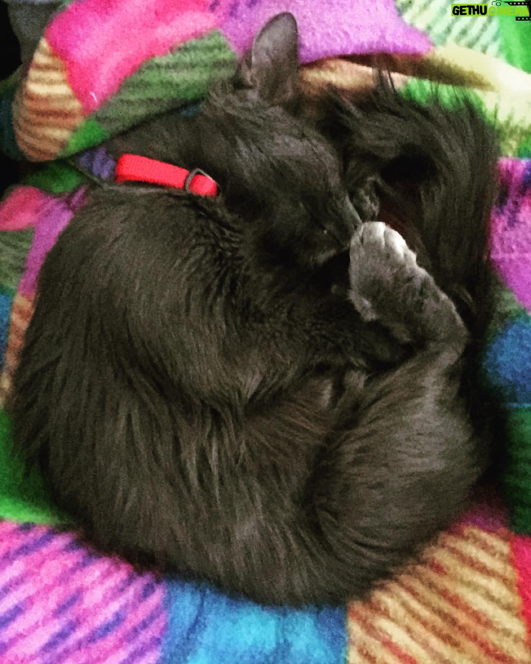 Kay Panabaker - 783 Likes - Love is a funny thing, I've found. It hits you when you least expect it. And you know when you know. She came with the name Sketchy but she is now known as Harley. She's very chatty but loves to snuggle. I'm so very lucky to have found love again.