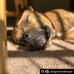 Kay Panabaker Instagram - If only every day could be spent laying around with this one #Repost @adognamedberger with @get_repost
・・・
Birthdays were made for lazy naps in the sun #dogsofinstagram