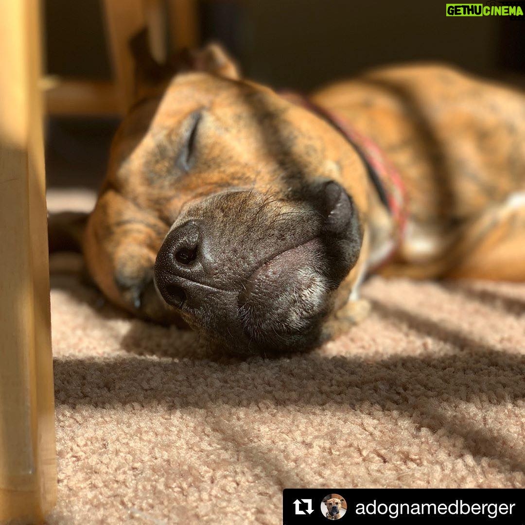 Kay Panabaker - 1.1K Likes - If only every day could be spent laying around with this one #Repost @adognamedberger with @get_repost
・・・
Birthdays were made for lazy naps in the sun #dogsofinstagram