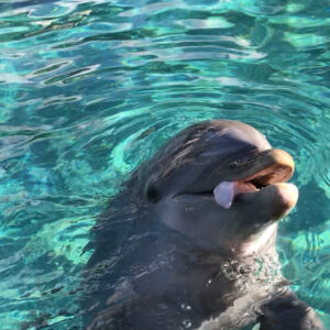 Kay Panabaker Instagram - So I was gonna be stranded at the car repair shop for 9 and 1/2 hours today while they worked on my car. Then J-Bo texted me and said she had an extra ticket to Seaworld. We rode so many coasters (some of them twice!), and got to see some pretty cool animals. But I think the highlight was just quality bonding time. We often hang out as part of our friend group, so it was nice to just have an “us” date. Thanks for the fun day, @jenn_lebeau !!! Great way to send off 2017!!!
