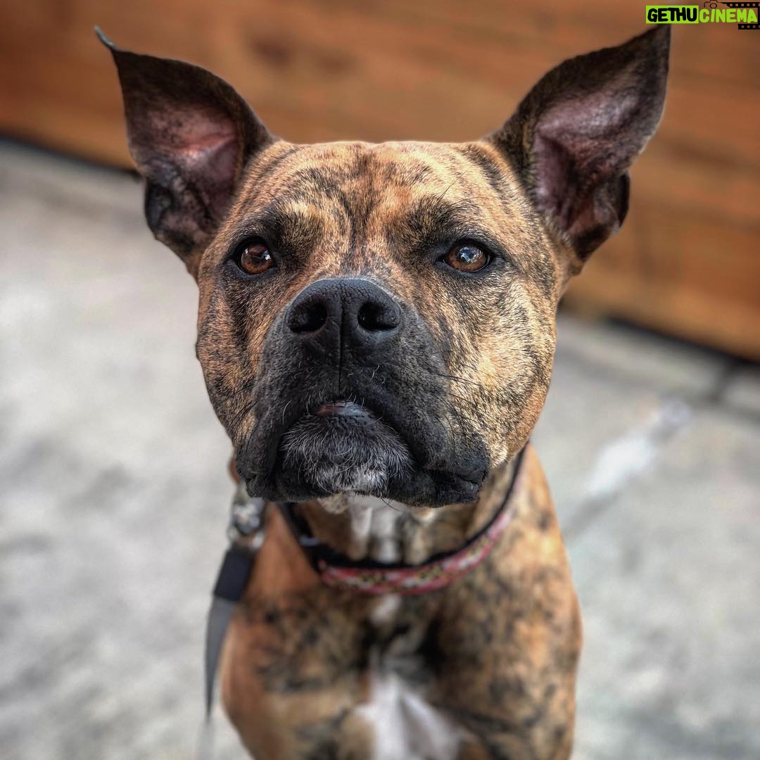Kay Panabaker - 1.4K Likes - This is Berger. She cute. You should follow her, @adognamedberger - special thanks to @d_peach3z for the use of his superior phone to take pictures of her