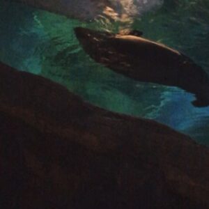 Kay Panabaker Instagram - So I was gonna be stranded at the car repair shop for 9 and 1/2 hours today while they worked on my car. Then J-Bo texted me and said she had an extra ticket to Seaworld. We rode so many coasters (some of them twice!), and got to see some pretty cool animals. But I think the highlight was just quality bonding time. We often hang out as part of our friend group, so it was nice to just have an “us” date. Thanks for the fun day, @jenn_lebeau !!! Great way to send off 2017!!!
