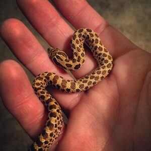 Kay Panabaker Instagram - For 2 years I have wanted a snake. Today, I got a western hognose and I couldn't be more in love. Anyone have name suggestions??