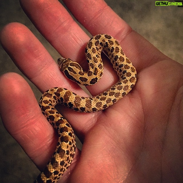 Kay Panabaker - 895 Likes - For 2 years I have wanted a snake. Today, I got a western hognose and I couldn't be more in love. Anyone have name suggestions??