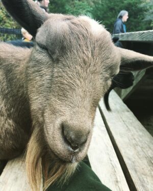 Kay Panabaker Instagram - Miss Java Bean was another favorite of mine at the Maryland Zoo. Yes, I work with goats that I loved and I really missed them. However, there is something magical meeting new animals. She leaned into my hand that was giving her neck scratches and was snoring. 13/10, would definitely do this again. And while I didn’t get a good picture, the last animal that left a mark on me was a total surprise. It was a pretty cold and gloomy day when we went to the zoo and I didn’t think they would have any animals in their Animal Encounter area. But as we were leaving, Sprint, an Indian running duck, started calling me to me as soon as I started to walk over. Really, she was making the most adorable quacks. She kept shaking her tail for me and trying to pull up grass to give me. I may have already tried to convince the people at work that we need runner ducks....